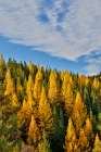 USA, Washington State, Cle Elum. Fall color amongst the golden larch trees. Art Print